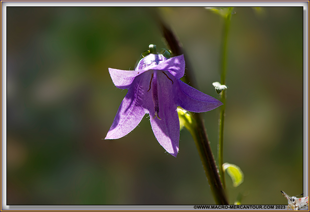 Campanules